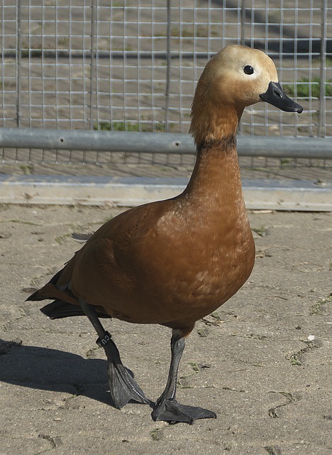 与之相比